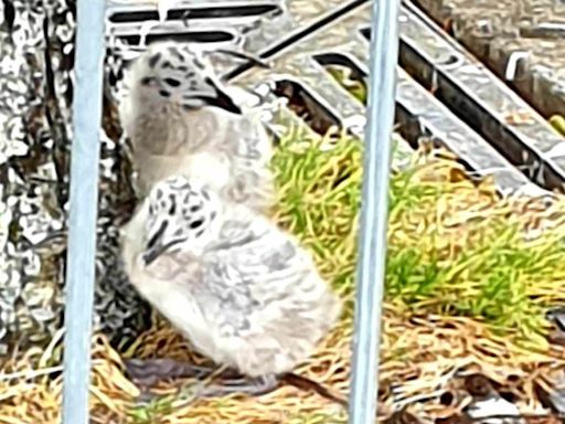 Chicks hatch at supermarket in Cornwall