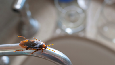 Cockroaches thrive in NC’s warm, humid weather. Here’s how to keep them out of your home