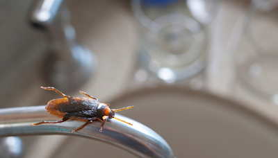 Cockroaches in your house after the storm? You’re not alone. Here’s why + what to do