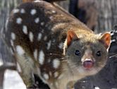 Mammals of Australia