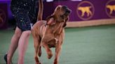 2024 Westminster Kennel Club Dog Show: What's what at this year's competition
