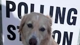 Dogs return to polling stations as their owners vote in the General Election