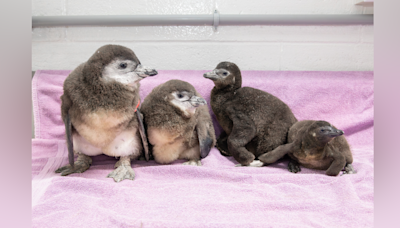 New England Aquarium penguins celebrating Mother’s Day with new chicks - Boston News, Weather, Sports | WHDH 7News