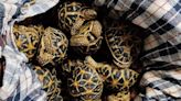 6 "Ninja Turtle Gang" Members Arrested In Malaysia, Tortoises Seized