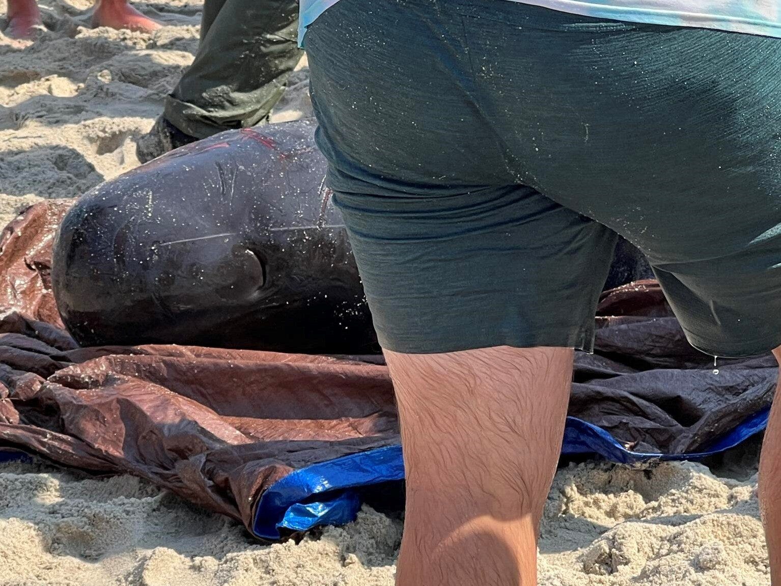 Whale beaches at Delaware Seashore State Park for 2nd time in 3 months