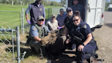 Fish and Game officers with help from police remove moose from Pocatello golf course