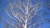 Why sycamore tree decline is common in Northwest Florida | Gardening