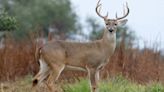 Nearly 250 'Zombie' Deer Killed in Largest Outbreak in Texas History