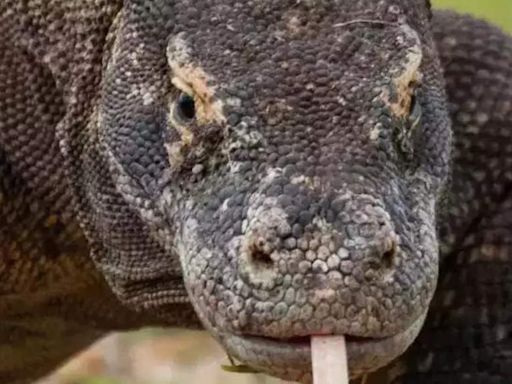 Dangerous animals in the world | World News - Times of India