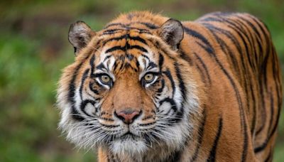 Point Defiance Zoo euthanizes 13-year-old endangered tiger. Sanjiv ‘is greatly missed’