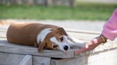 Easing arthritis pain | Pet Peeves