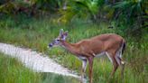 Wildlife Agents Uncover Florida's First Known Case of Chronic Wasting Disease