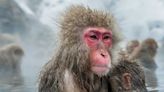 Japanese police turn tranquiliser guns on monkeys after spate of attacks