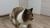 Japanese man spends £12,480 to look like a dog