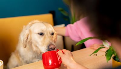 Golden Retriever's Disappointment Over Coffee Shop Having No Pup Cups Is Such a Mood