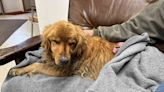 Golden Retriever Survives 5 Months in Corn Fields After Escaping Grooming Session in Iowa