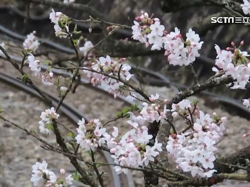 彌猴害的？阿里山「大島櫻」7月盛夏突開花 學者：樹受傷產危機意識