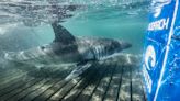 10-foot great white shark, tracked by OCEARCH, pings off Florida, near Cape Coral