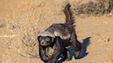 Rehomed Honey Badger Being Released Back Into the Wild Is Too Funny