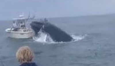 Breaching whale capsizes fishing boat off New Hampshire coast