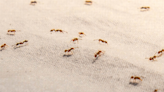 Ants are coming to invade your Georgia home if they haven’t already. How to keep them out