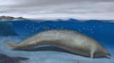 Biggest animal ever? Scientists say they've discovered a massive and ancient whale.