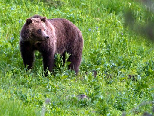 America saved the grizzly bear from extinction. Now, they are invading backyards and main streets