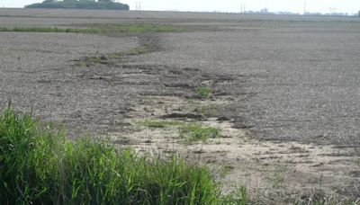 Solución verde: los cultivos de cobertura le ganan la batalla a la erosión hídrica