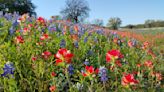 Expert Explains Why California Won't Get Another 'Superbloom' This Year | iHeart