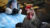 OMS confirma la primera muerte humana por gripe aviar A H5N2 en el mundo