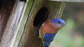 Baby birds are fledging. So should you now clean out the nest boxes?