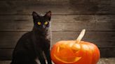 Truth About Why Shelters Don't Adopt Out Black Cats in October Is Eye-Opening