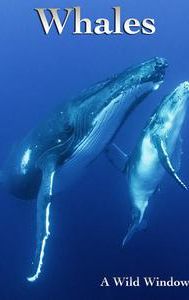 Humpback Whales