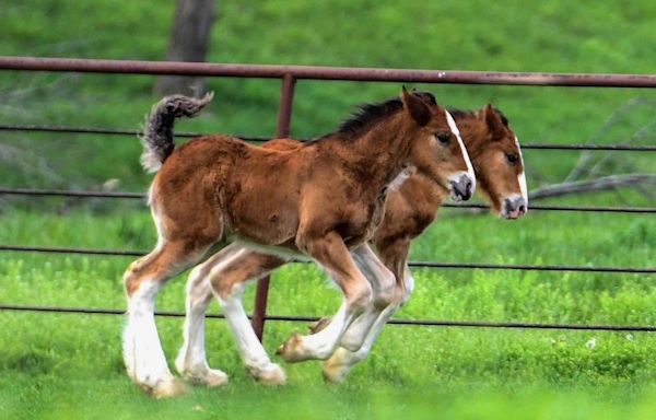 Warm Springs Ranch welcomes 15 new Budweiser Clydesdale foals