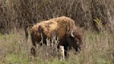 Native American ceremony will celebrate birth of white buffalo calf in Yellowstone park