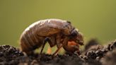 ‘Cicada-geddon’: Carolinas among states to soon be bombarded with cicadas