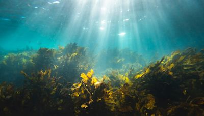 日本研究減碳生物利器：海草