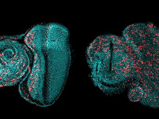 Científicos demuestran que el cáncer puede ser de origen epigenético, sin mutación del ADN