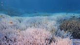 Australia's Barrier Reef 'in grave danger' from 'marine heatwave'