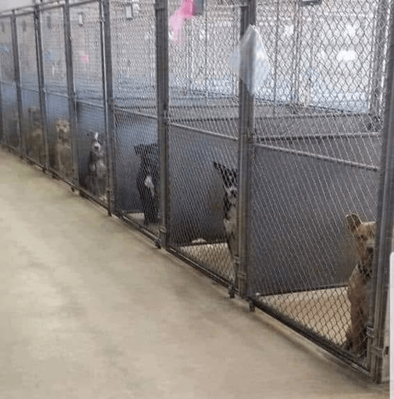 Animal shelter closes temporarily after canine outbreaks