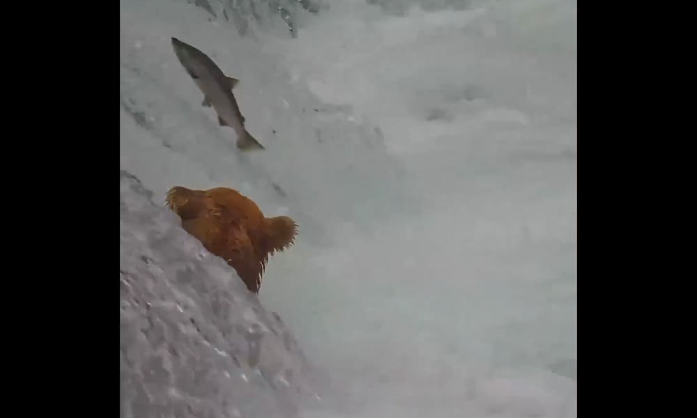 Watch: Famous ‘Shower Bear’ in top salmon-catching form again