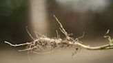 Study demonstrate improved root growth in radio-cesium contaminated soil