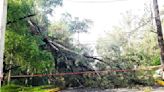 Cae árbol y deja sin luz a vecinos de Bosques del Lago en Cuautitlán