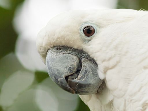 Funny Cockatoo Barks at Repairman Like a Dog Before Giving Him Sweetest Greeting