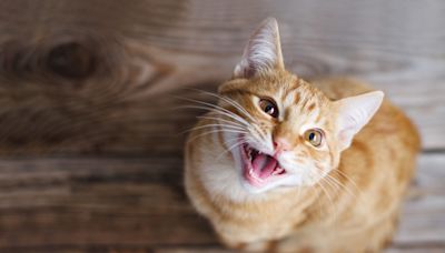 Comedian Jokes About Funny Things Cats Would Say if They Could Talk