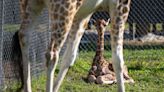 A banner year for wild-animal babies: Lion Country Safari says 31 births show its formula is working