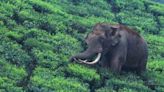 La singular historia del amistoso elefante cuya fama se convirtió en una maldición