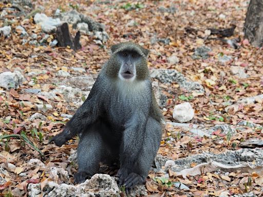 Lémures sin dientes o macacos mancos: así sobreviven los primates discapacitados en la naturaleza