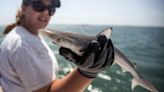 Por qué unos tiburones en la costa de Brasil dieron positivo a cocaína