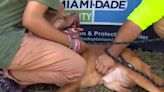 ...Adoption is the way: Families find furry companions at MDAS’ May the 4th event at Amelia Earhart Park - WSVN 7News | Miami News, Weather, Sports...